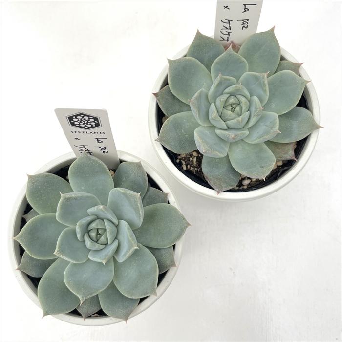 多肉植物 O'sエケベリア La paz×ケオケオ O's PLANTS オーズプランツ