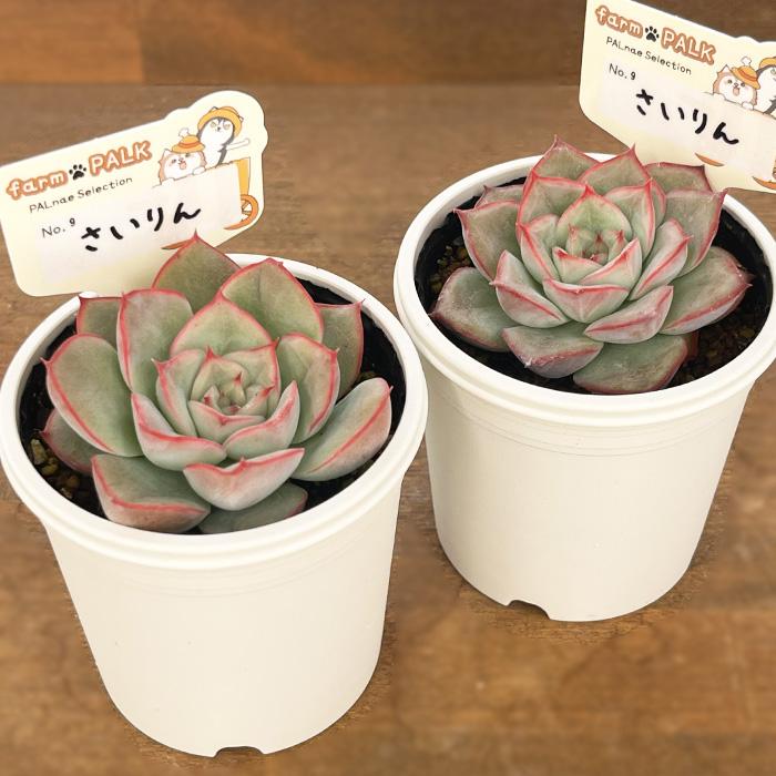 多肉植物 PAL nae セレクション No.009 さいりん パルクさん苗 送料