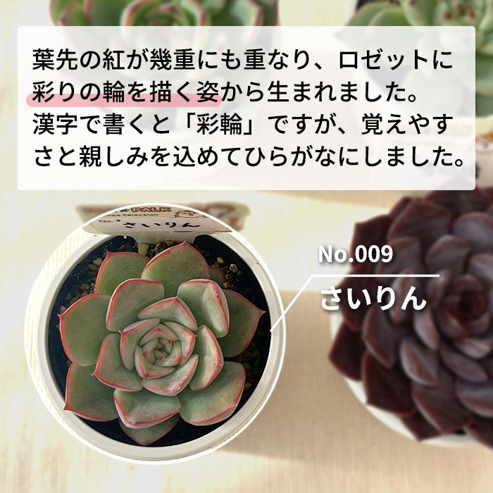 多肉植物 PAL nae セレクション No.009 さいりん パルクさん苗 送料