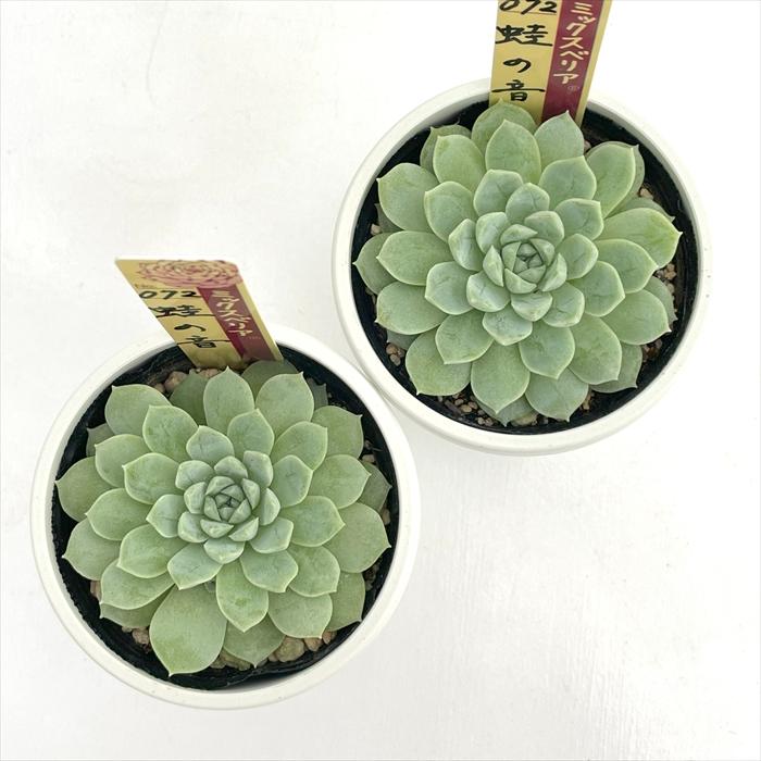 多肉植物 oriミックスベリア No.072 蛙の音 おらいさん苗 送料