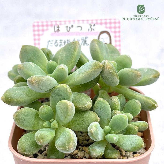 多肉植物 hapグラプトセダム だるま姫秋麗×ロッティ はぴこさんのはぴ