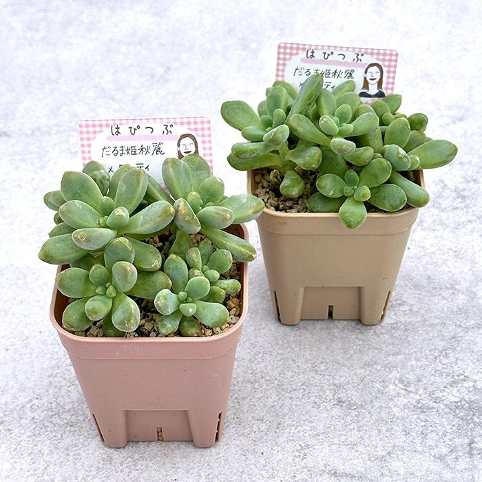 多肉植物 hapグラプトセダム だるま姫秋麗×ロッティ はぴこさんのはぴ