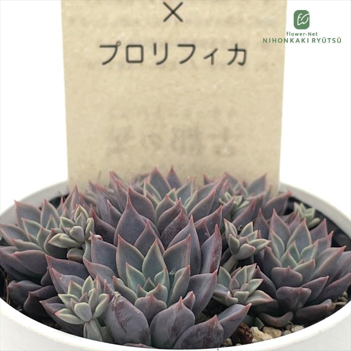 多肉植物 kthグラプトベリア 銀天女×プロリフィカ 古都の葉さんの苗