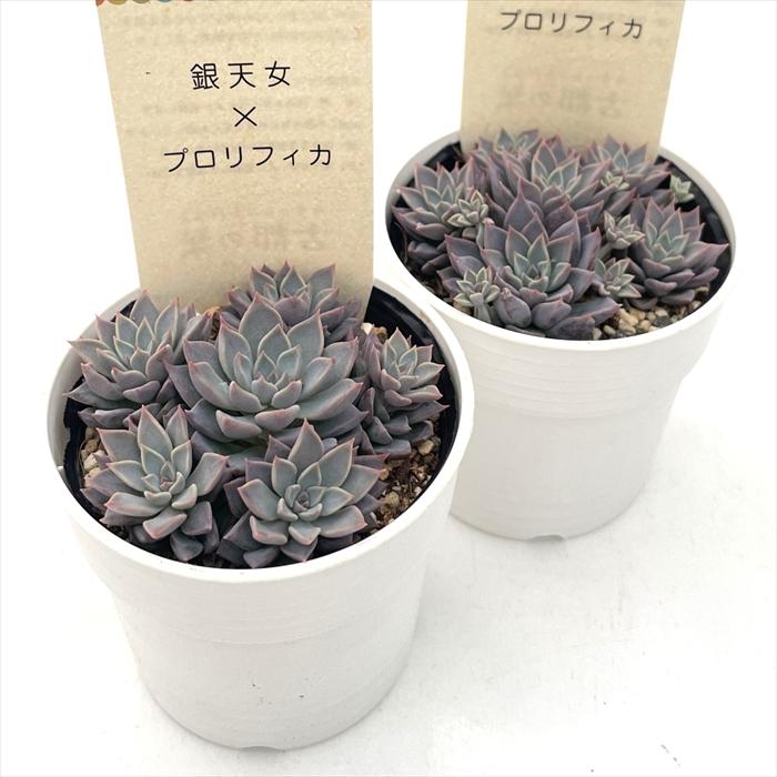 多肉植物 kthグラプトベリア 銀天女×プロリフィカ 古都の葉さんの苗