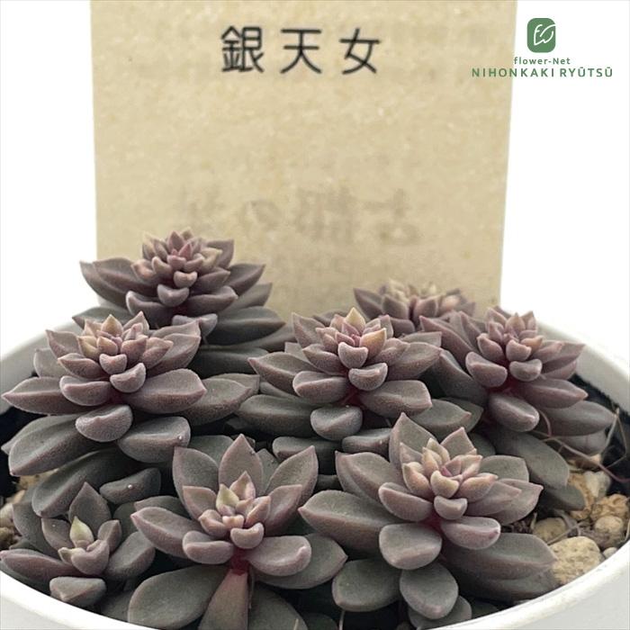 多肉植物 スプリングワンダー×ヒントニー 4cmポット苗③ 楽天市場