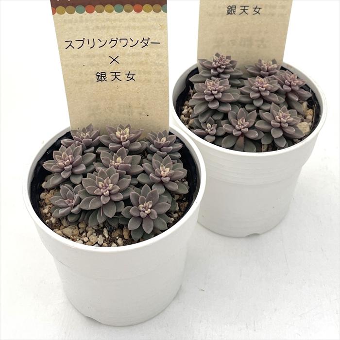 多肉植物 kthグラプトセダム スプリングワンダー×銀天女 古都の葉さん