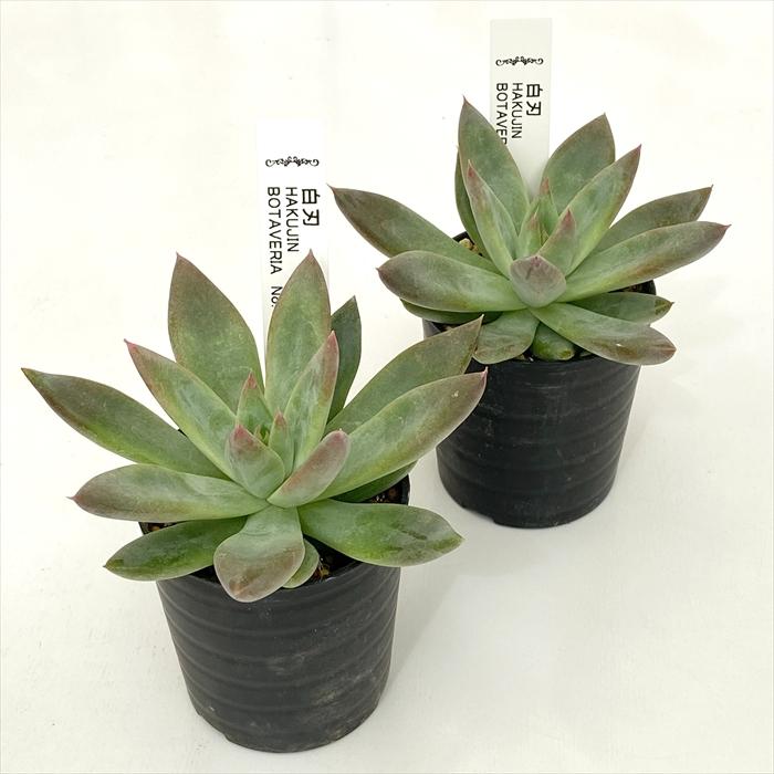 日本花キ流通 多肉植物 botエケベリア No.13 白刃 多肉植物 BOTAVERIA