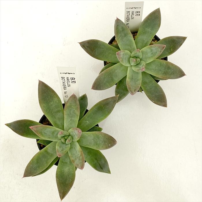 日本花キ流通 多肉植物 botエケベリア No.13 白刃 多肉植物 BOTAVERIA