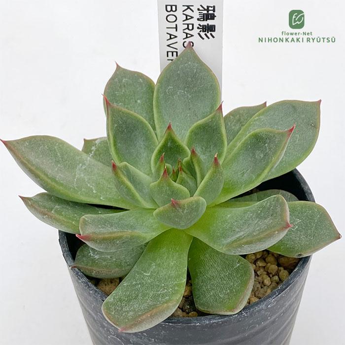 送料込み1ポット3580円　エケベリア　ボタベリアNo.17　鴉影　6cmポット 日本花キ流通 多肉植物 botエケベリア No.17 鴉影 多肉植物 BOTAVERIA