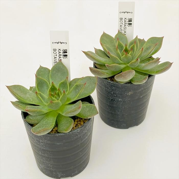 送料込み1ポット3580円　エケベリア　ボタベリアNo.17　鴉影　6cmポット 日本花キ流通 多肉植物 botエケベリア No.17 鴉影 多肉植物 BOTAVERIA
