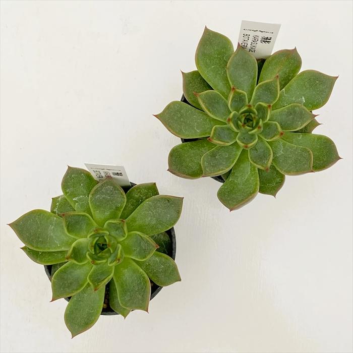送料込み1ポット3580円　エケベリア　ボタベリアNo.17　鴉影　6cmポット 日本花キ流通 多肉植物 botエケベリア No.17 鴉影 多肉植物 BOTAVERIA