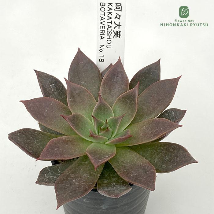 日本花キ流通 多肉植物 botエケベリア No.18 呵々大笑 多肉植物