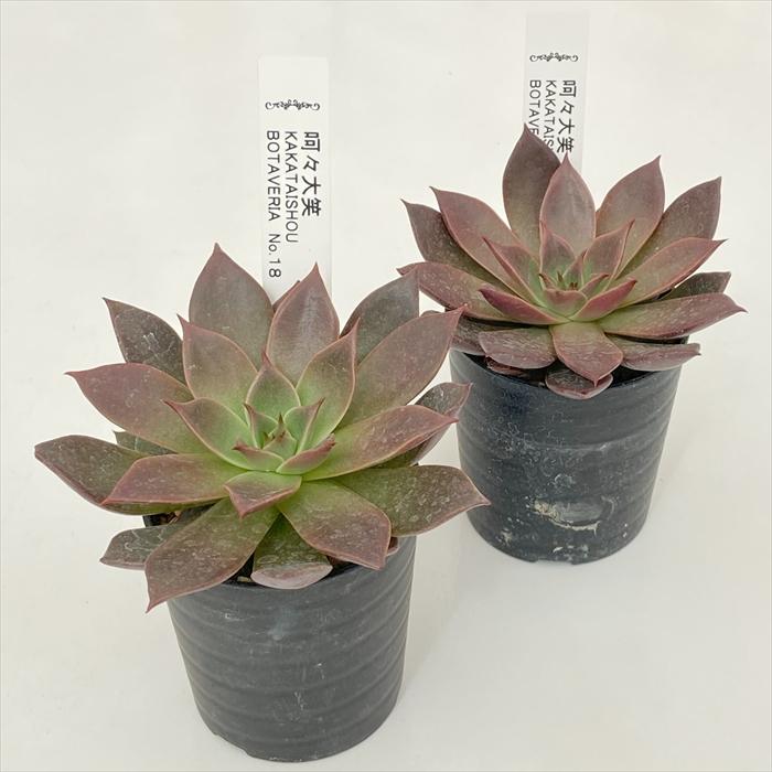 日本花キ流通 多肉植物 botエケベリア No.18 呵々大笑 多肉植物