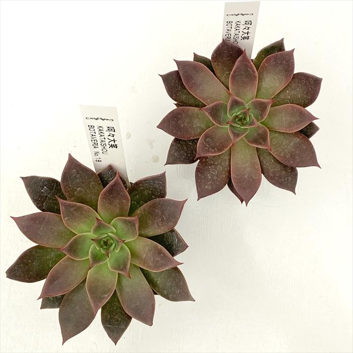 日本花キ流通 多肉植物 botエケベリア No.18 呵々大笑 多肉植物