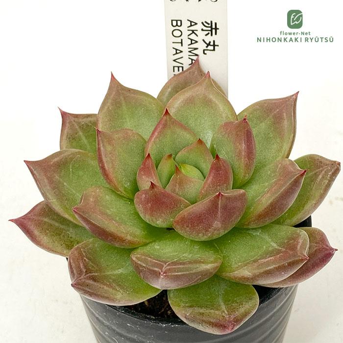 日本花キ流通 多肉植物 botエケベリア No.11 赤丸 多肉植物 BOTAVERIA