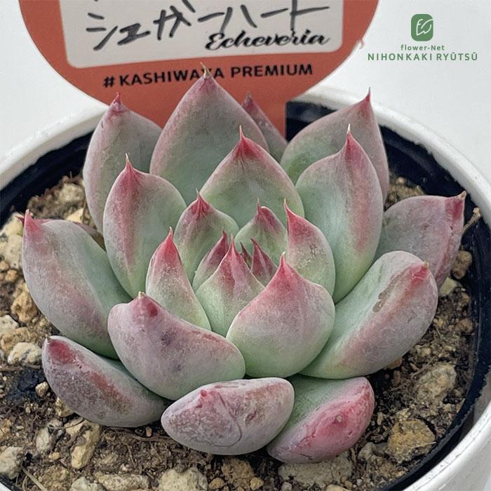 多肉植物 kswエケベリア チワワエンシスシュガーハート 柏屋商店さん苗
