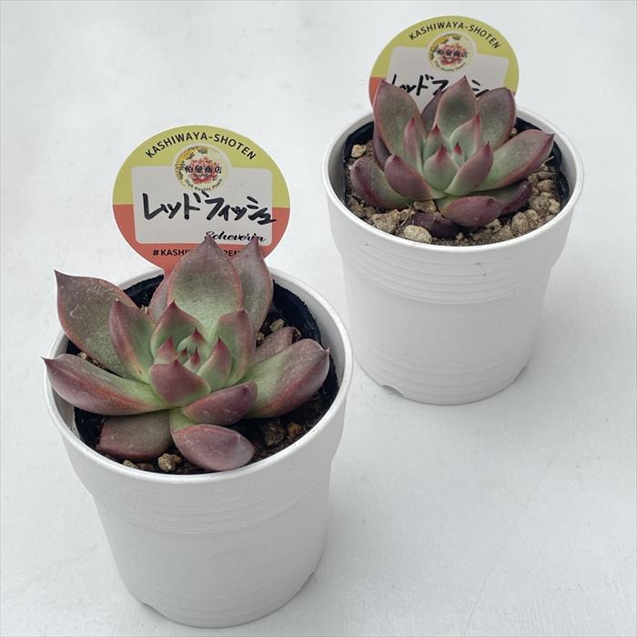 多肉植物 kswエケベリア レッドフィッシュ 柏屋商店さん苗 エケベリア