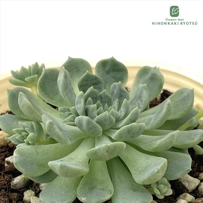 日本花キ流通 多肉植物 sbエケベリア ミニマ×ビンセントカトー 多肉