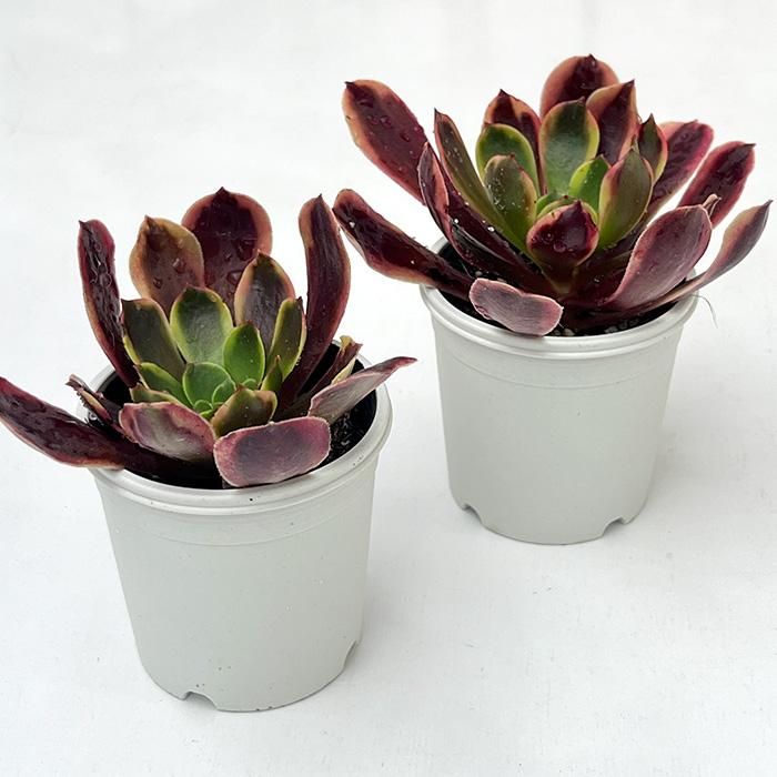 日本花キ流通 多肉植物 hmアエオニウム スーパーバン 多肉植物