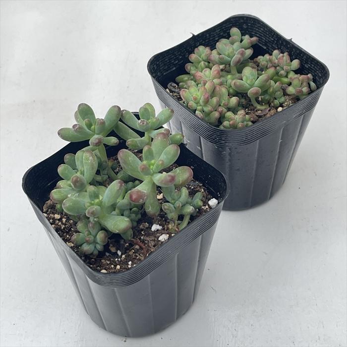 日本花キ流通 多肉植物 seセダム ルビーティント 多肉植物 セダム 7.5