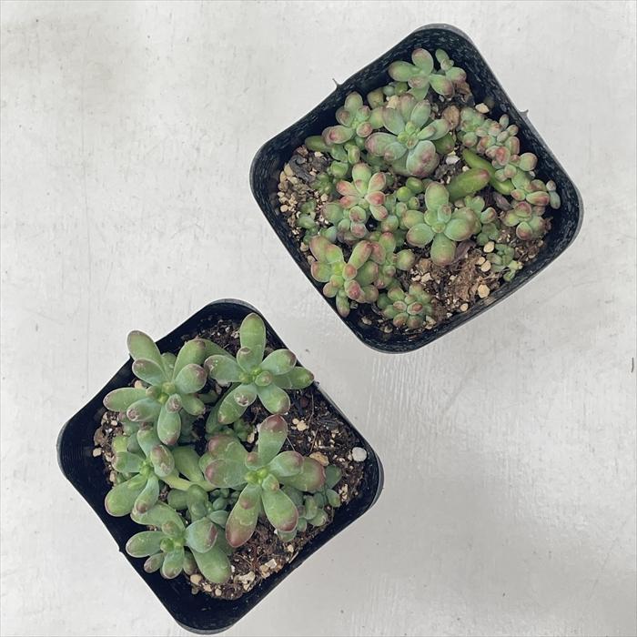 日本花キ流通 多肉植物 seセダム ルビーティント 多肉植物 セダム 7.5
