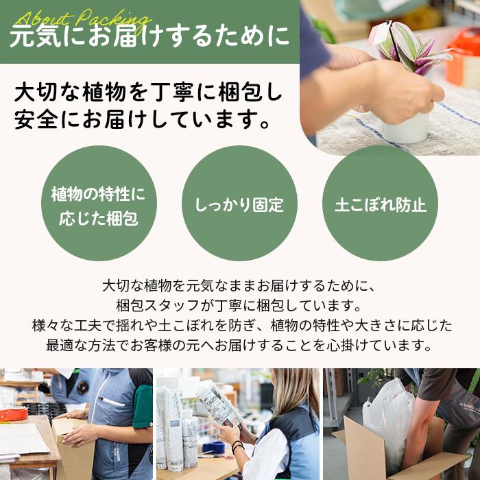 日本花キ流通 多肉植物 seセダム ルビーティント 多肉植物 セダム 7.5