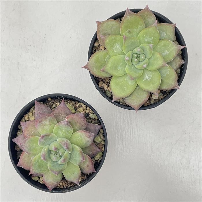 日本花キ流通 多肉植物 hmエケベリア コロラータアウンティカ多肉植物