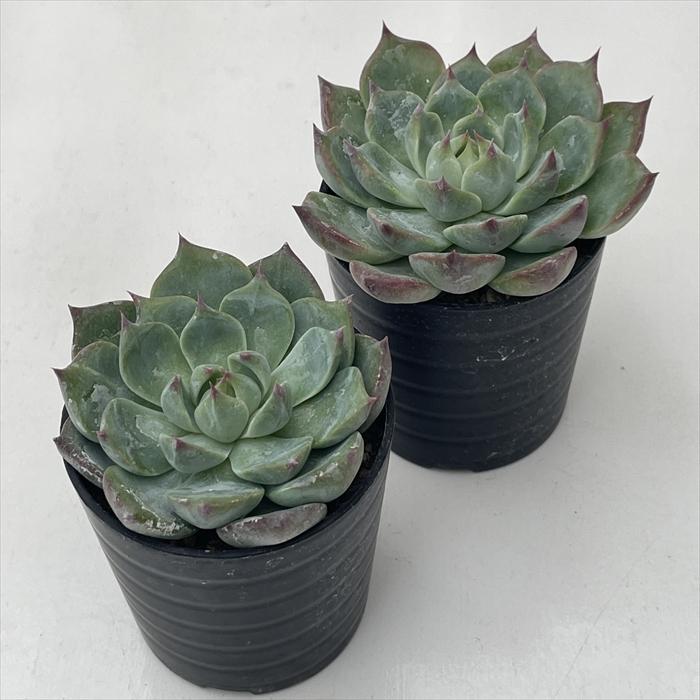 日本花キ流通 多肉植物 hmエケベリア チワワエンシス スペシャルレッド