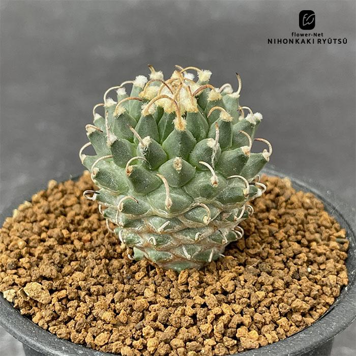 艶鶴丸（エンカクマル) 花サボテン カキコ1つ 流通量が少ない