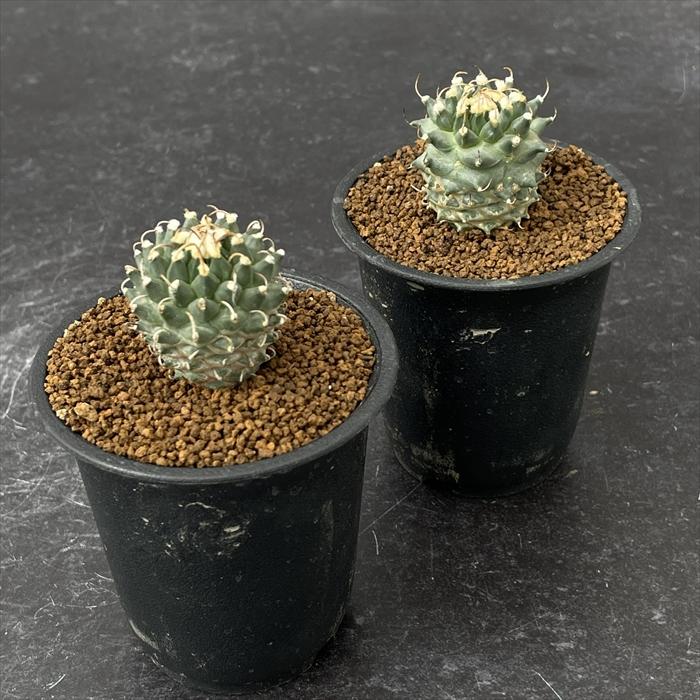 日本花キ流通 caサボテン ツルビニカルプス パナロッティ 実生