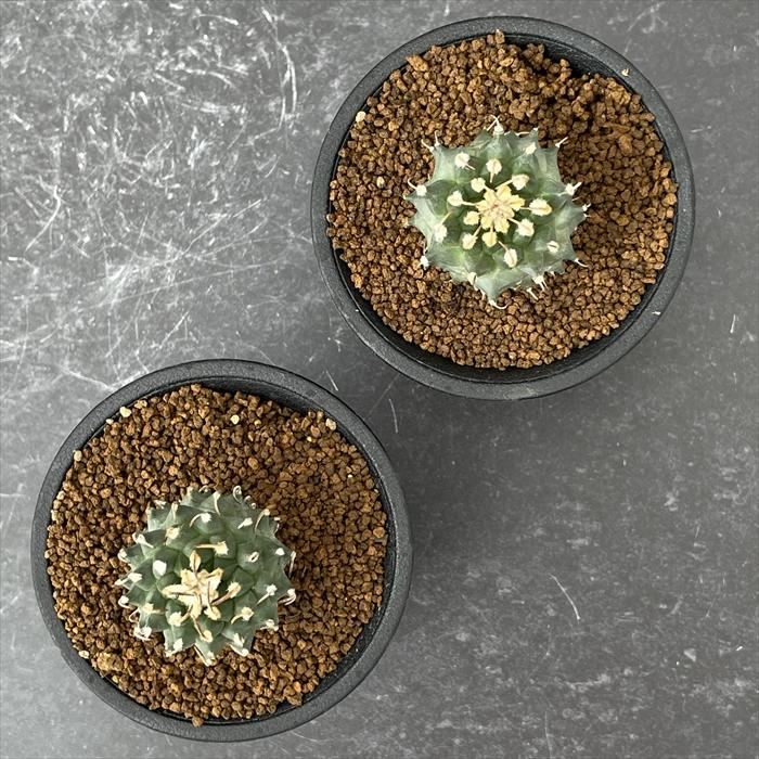 日本花キ流通 caサボテン ツルビニカルプス パナロッティ 実生