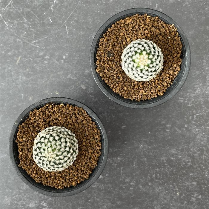 日本花キ流通 caサボテン ペレキフォラ 銀牡丹 実生 送料無料 サボテン