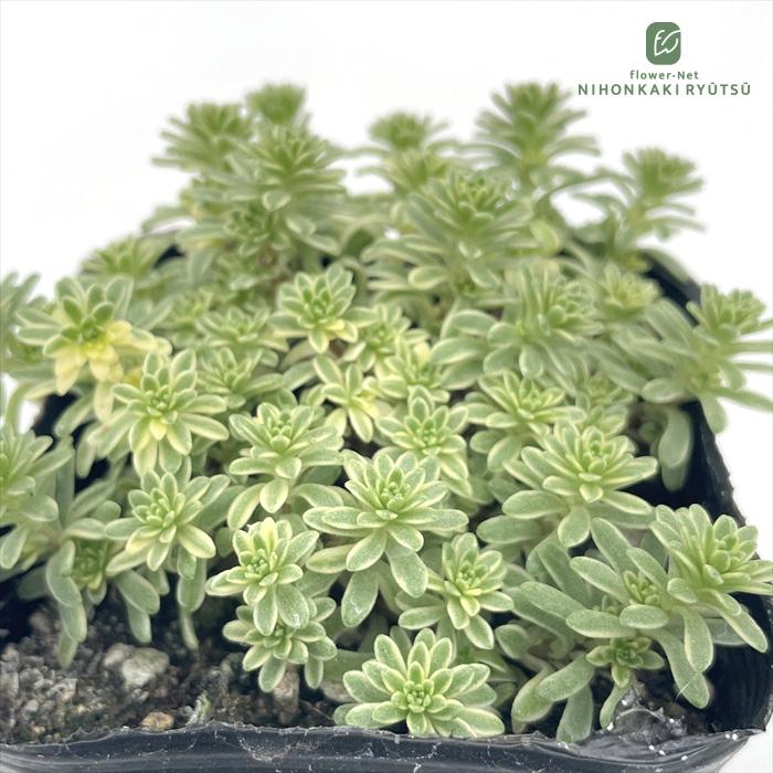 日本花キ流通 多肉植物 seセダム 斑入りモリムラマンネングサ セダム