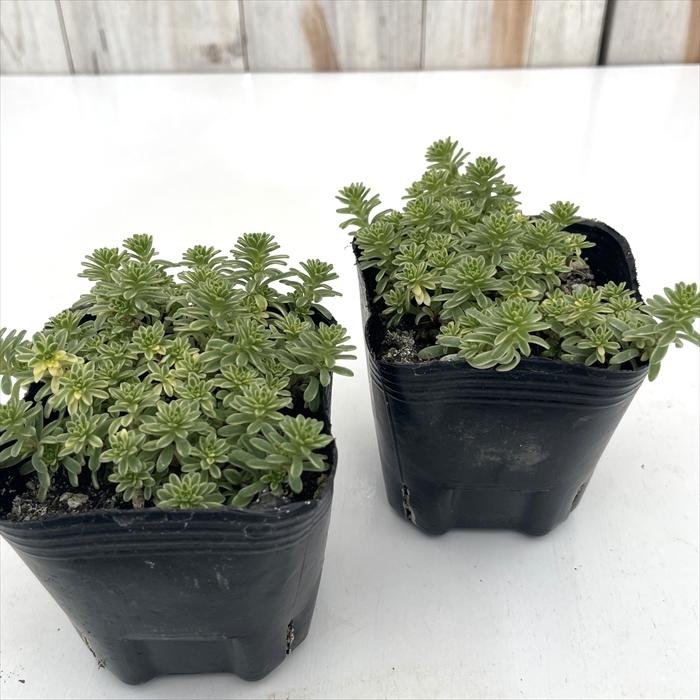 日本花キ流通 多肉植物 seセダム 斑入りモリムラマンネングサ 多肉植物