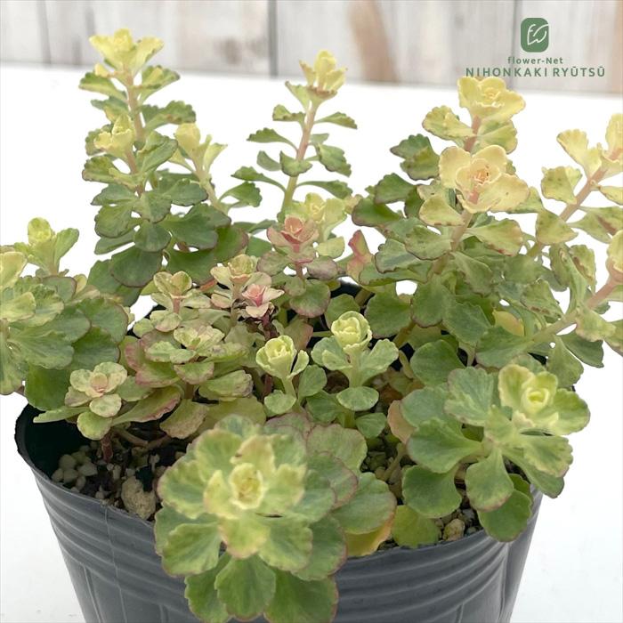 日本花キ流通 多肉植物 seセダム 斑入り小型キリンソウ セダム 9cm