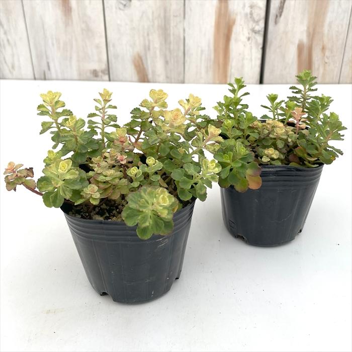 日本花キ流通 多肉植物 seセダム 斑入り小型キリンソウ 多肉植物
