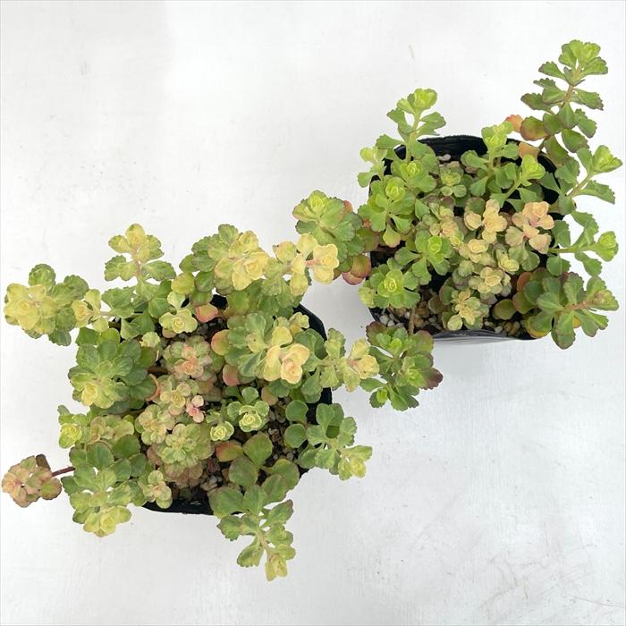 日本花キ流通 多肉植物 seセダム 斑入り小型キリンソウ 多肉植物