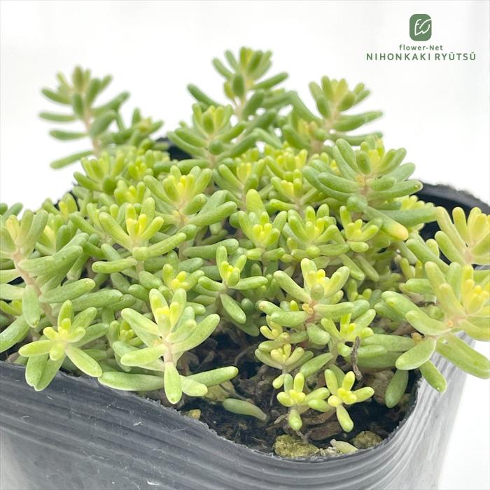 日本花キ流通 多肉植物 seセダム アルブム スプレンドレ 多肉植物
