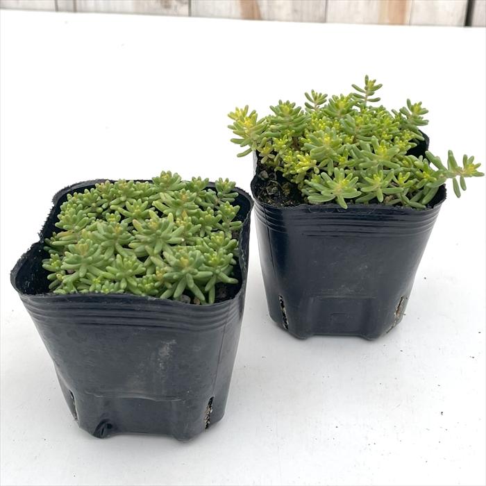 日本花キ流通 多肉植物 seセダム アルブム スプレンドレ 多肉植物