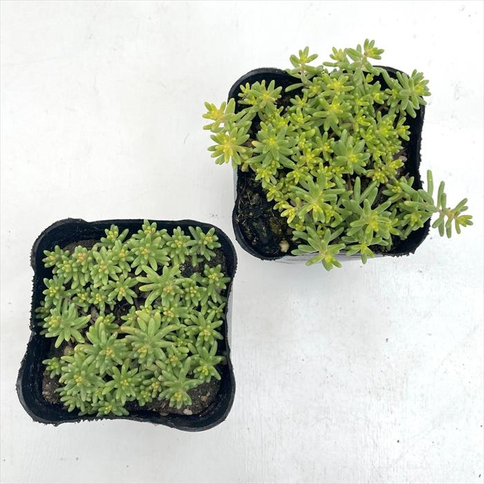 日本花キ流通 多肉植物 seセダム アルブム スプレンドレ 多肉植物