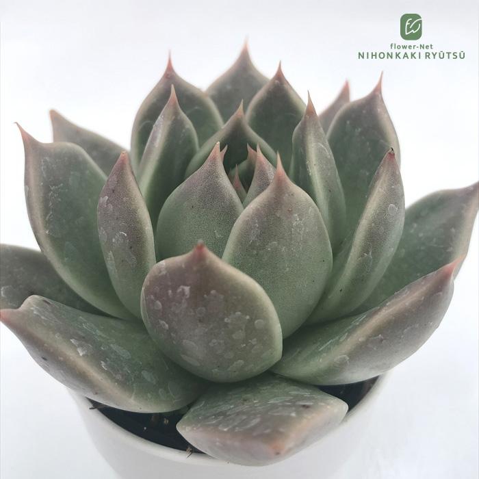 日本花キ流通 多肉植物 hxエケベリア コロラータタパルパ