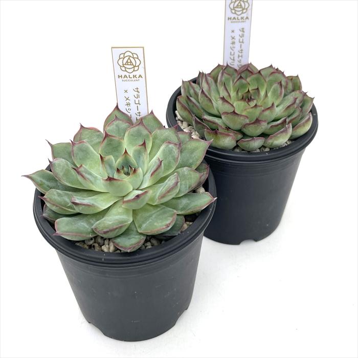 ザラゴーサエッジ×ミニマ 実生苗 多肉植物 エケベリア 多肉植物 halkエケベリア ザラゴーサエッジ×メキシコプリドニス HALKA