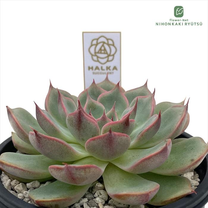 多肉植物 halkエケベリア Crazy Apple×caamanoi HALKA SUCCULENT