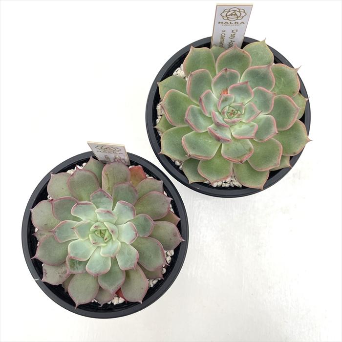 多肉植物 halkエケベリア Crazy Apple×caamanoi HALKA SUCCULENT