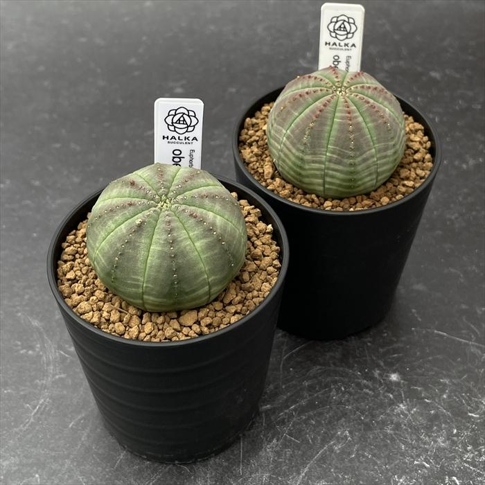 多肉植物 halkユーフォルビア オベサ HALKA SUCCULENT ハルカさん苗