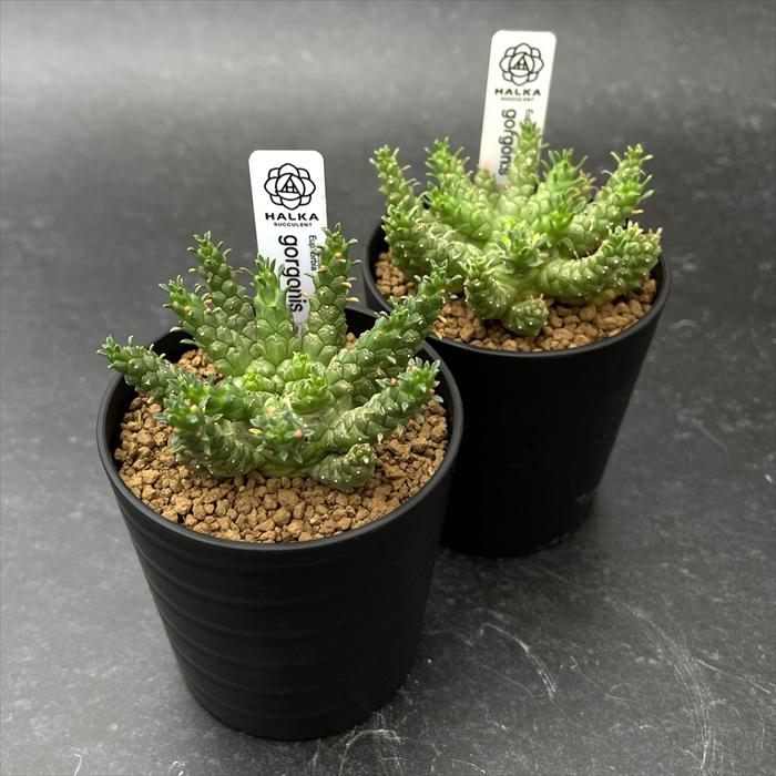 多肉植物 halkユーフォルビア ゴルゴニス 実生 HALKA SUCCULENT ハルカ