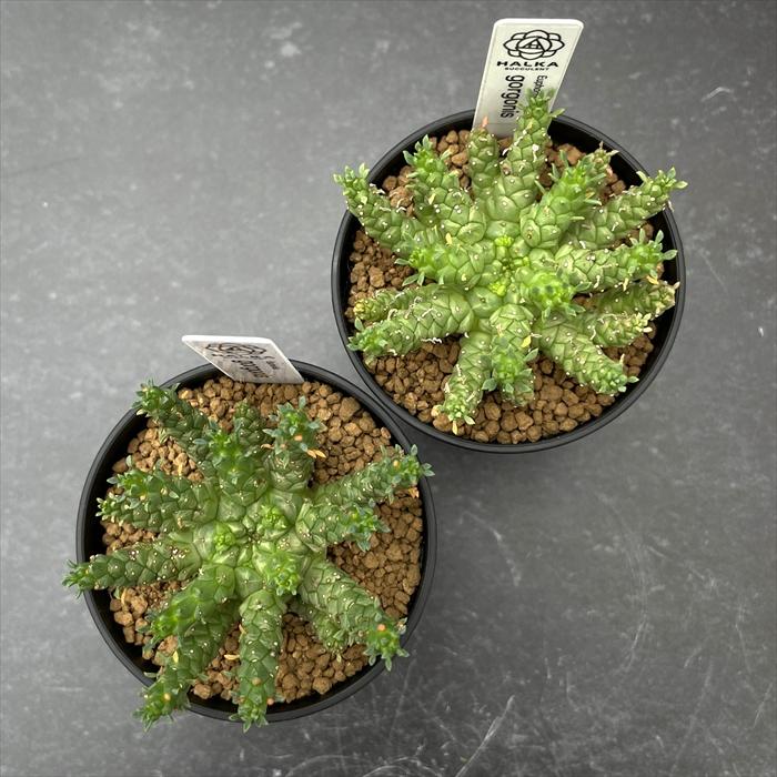 多肉植物 halkユーフォルビア ゴルゴニス 実生 HALKA SUCCULENT ハルカ
