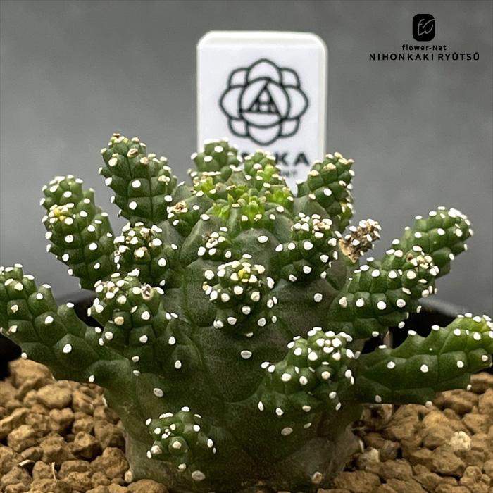 多肉植物 halkユーフォルビア ガムケンシス 実生 HALKA SUCCULENT