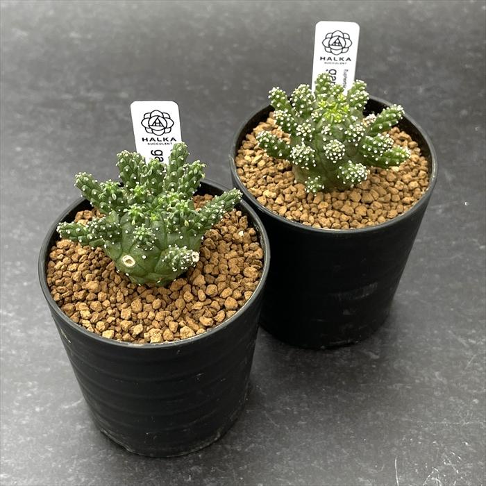 多肉植物 halkユーフォルビア ガムケンシス 実生 HALKA SUCCULENT