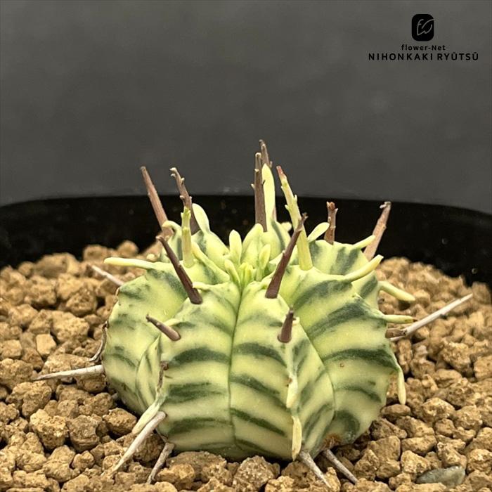 日本花キ流通 多肉植物 caユーフォルビア メロフォルミス錦 多肉植物